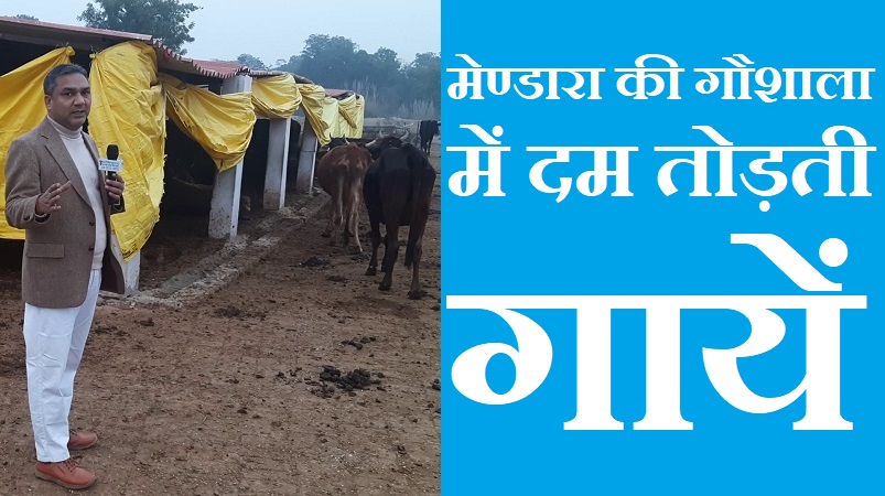 #gaushala मेण्डारा की गौशाला में दम तोड़ती गायें !