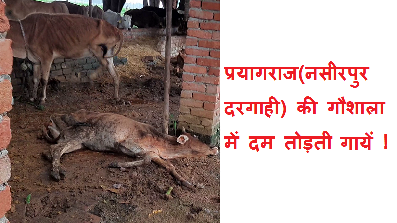 #goshala प्रयागराज (नसीरपुर दरगाही) की गौशाला में दम तोड़ती गायें !